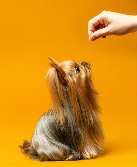 PET FAM 촬영